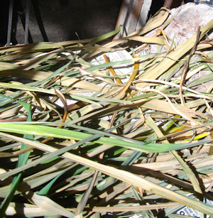iris and lily leaves used for basketry