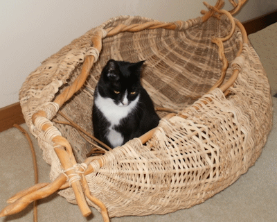 Cats love baskets!